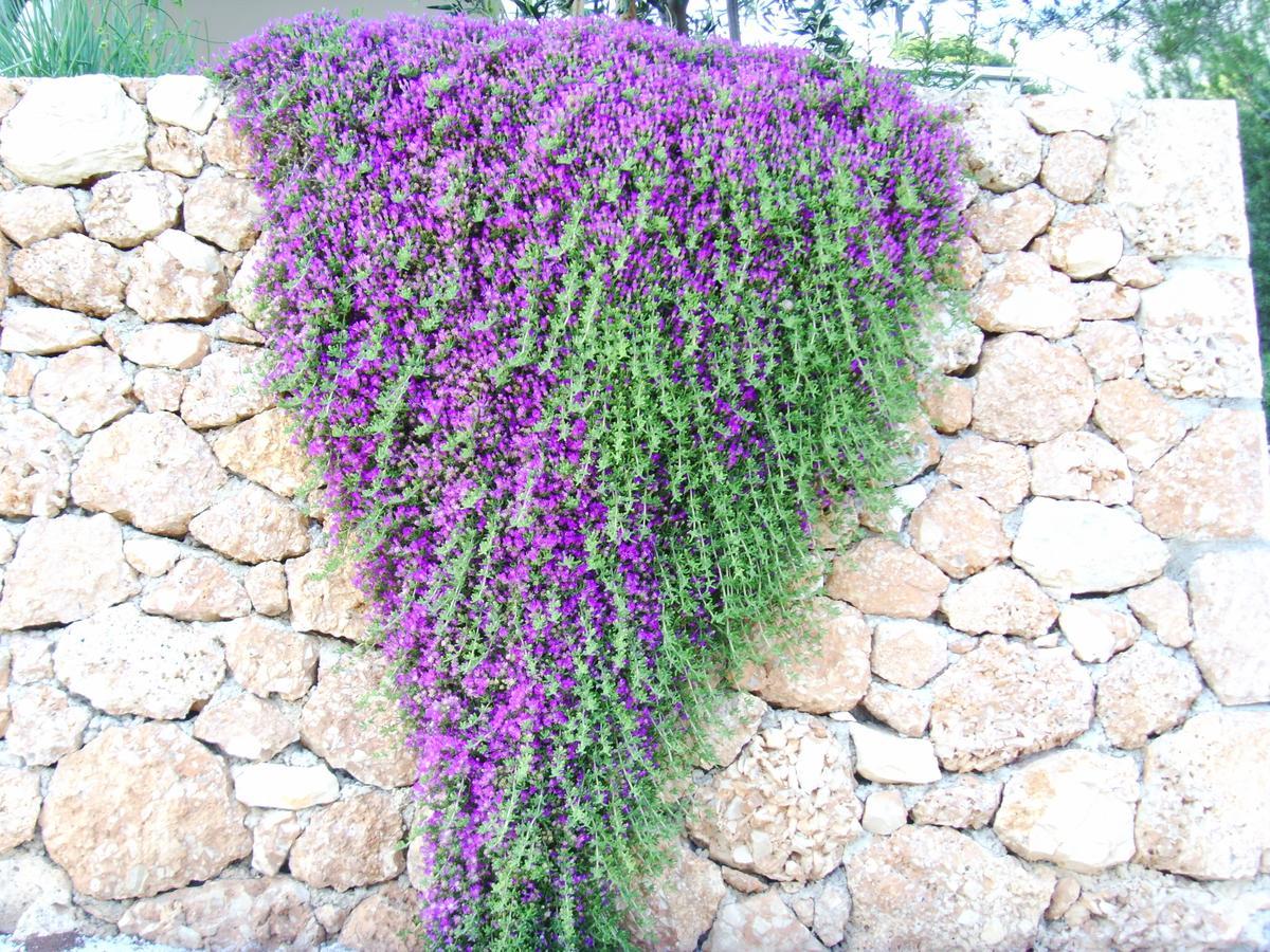 Apartmani Anja Sveta Nedelja (Hvar) Exterior foto